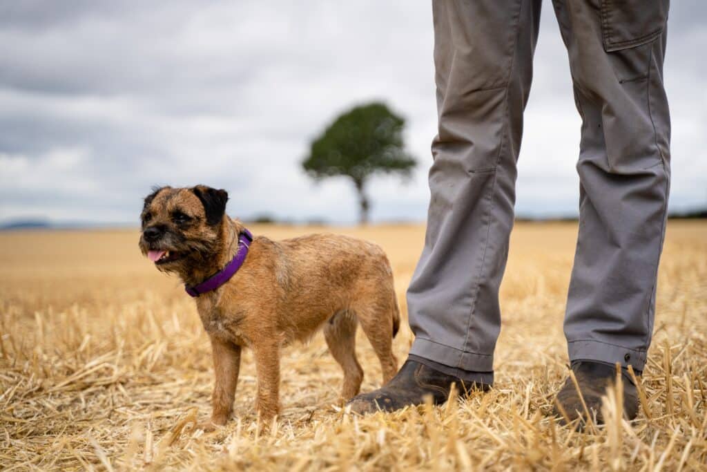 Agriculture featured image - dog and farmer