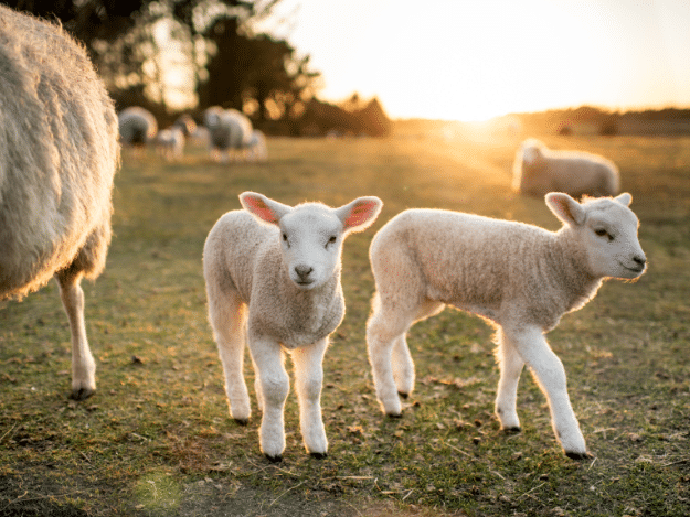 Lambs in field at sunset